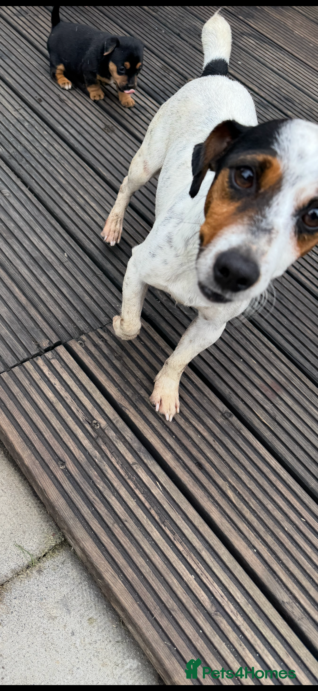 Jack Russell dogs for sale: Beautiful traditional Jack Russell puppies - Image 2