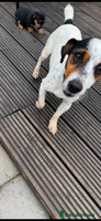 Jack Russell dogs - Advert 1