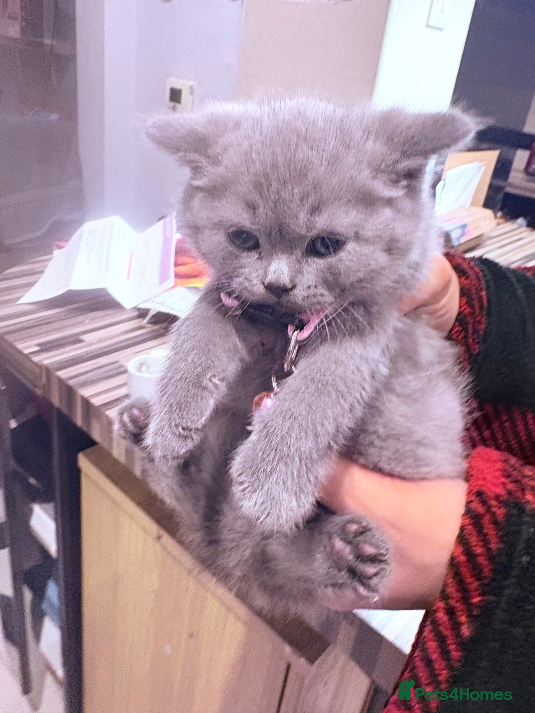 British Shorthair cats for sale: British Shorthair kittens  - Advert 10