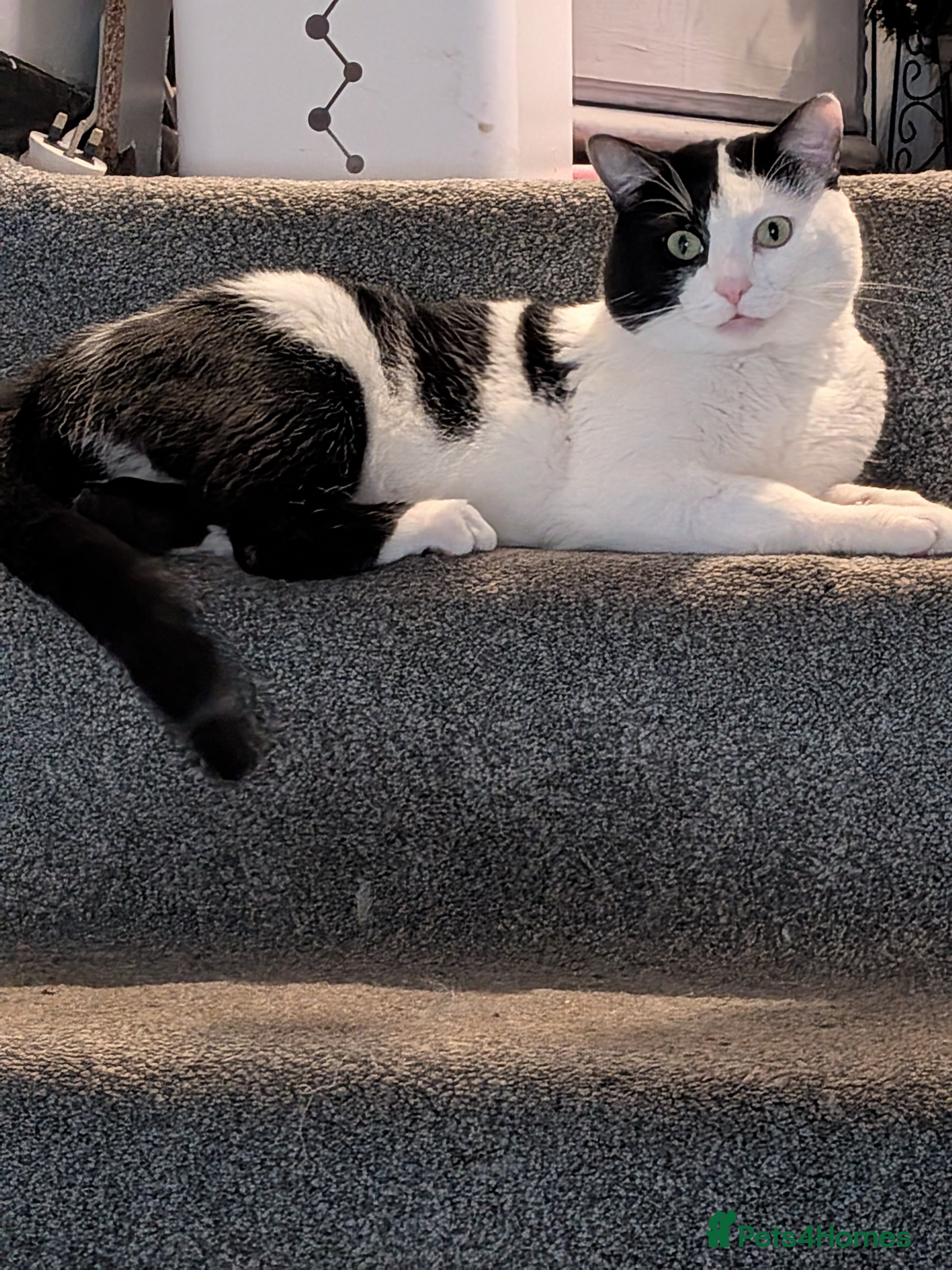 Mixed Breed cats Cat for sale - Advert 1