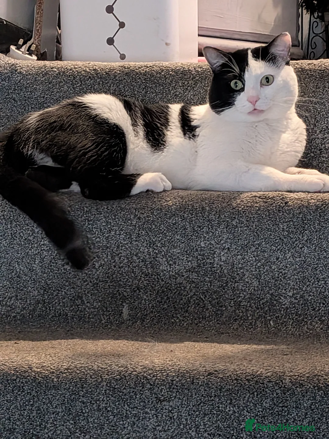 Mixed Breed cats for sale: Cat for sale - Advert 1