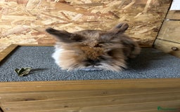 Lionhead rabbits for sale: Double mained lionhead doe - Image 2