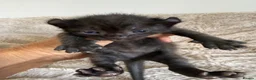 Sphynx cats for sale: Stunning sphinx kittens  - Advert 8