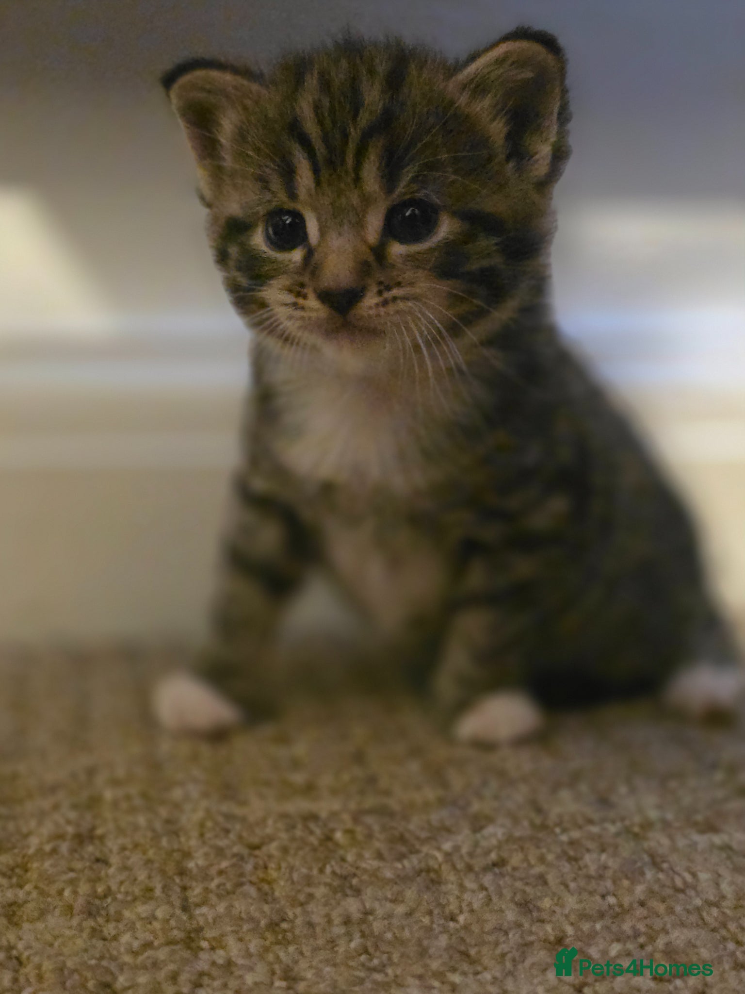 Mixed Breed cats for sale: 1 female kitten for sale - Advert 1