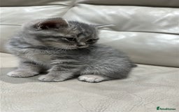 British Shorthair cats for sale: British Shorthair Kittens - Image 9
