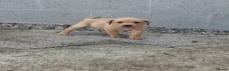 Labrador Retriever dogs for sale: KC Reg Labrador Pups - Advert 8