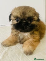 Shih Tzu dogs - Advert 16