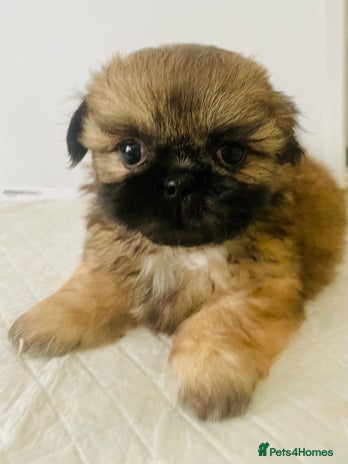 Shih Tzu dogs - Advert 2