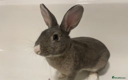 Mixed Breed rabbits for sale: Neutered bonded bunnies  - Image 6