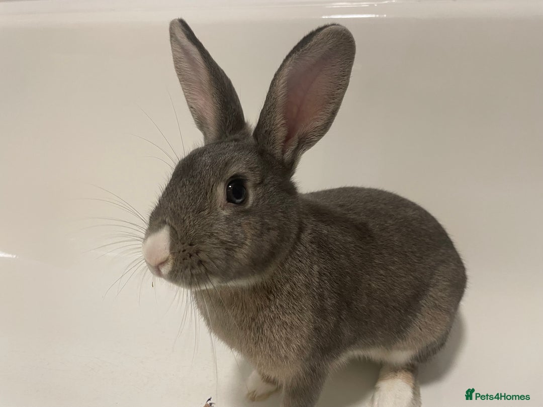 Mixed Breed rabbits for sale: Neutered bonded bunnies  - Image 6