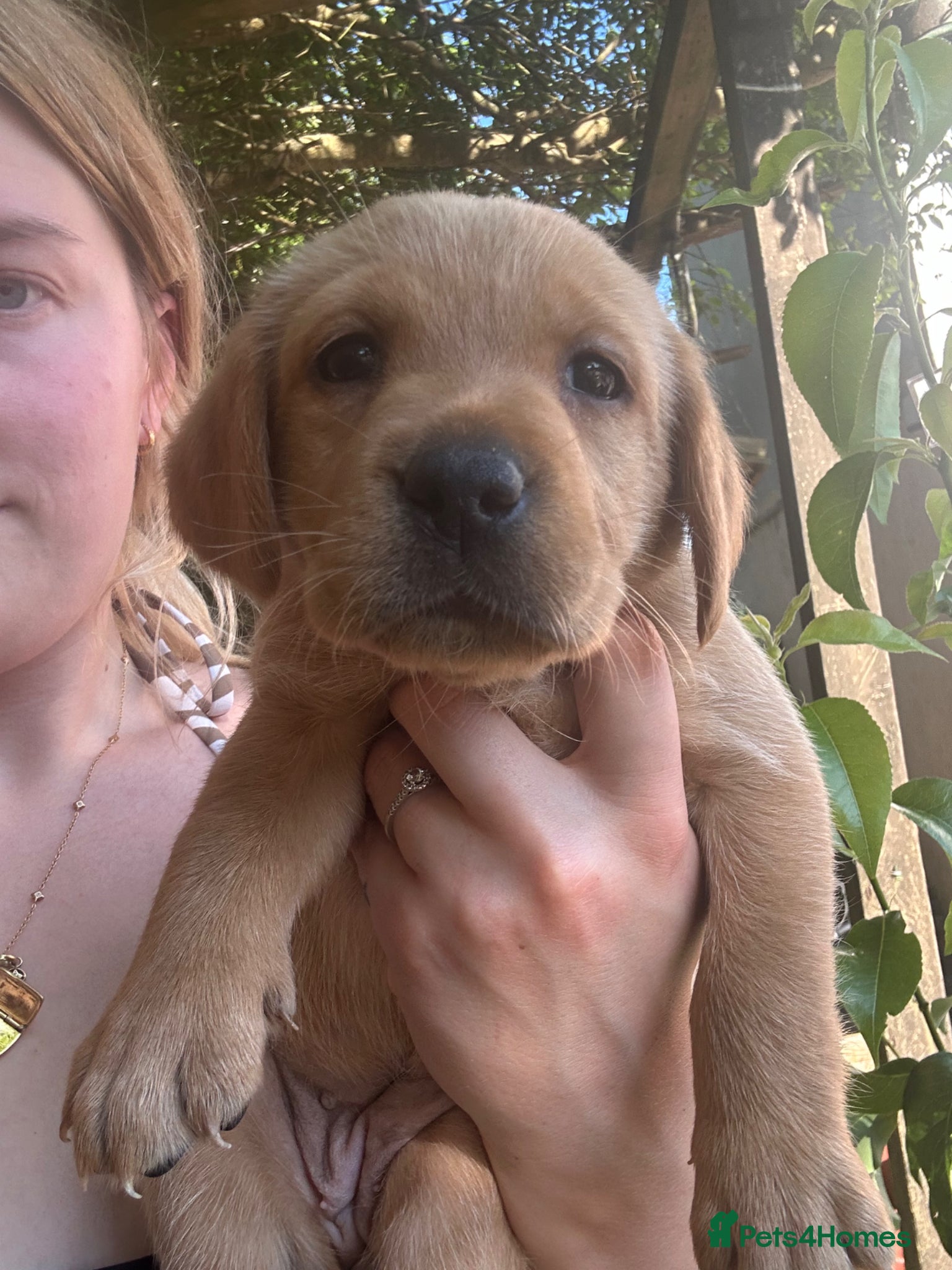 Labrador Retriever dogs Puppies for sale - Advert 8