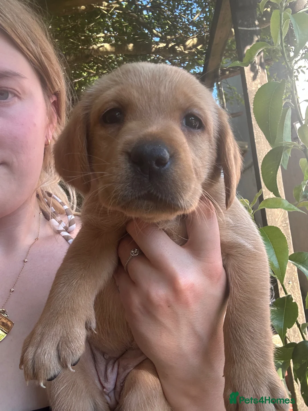 Labrador Retriever dogs for sale: READY NOW one gorgeous girl left!  - Advert 2