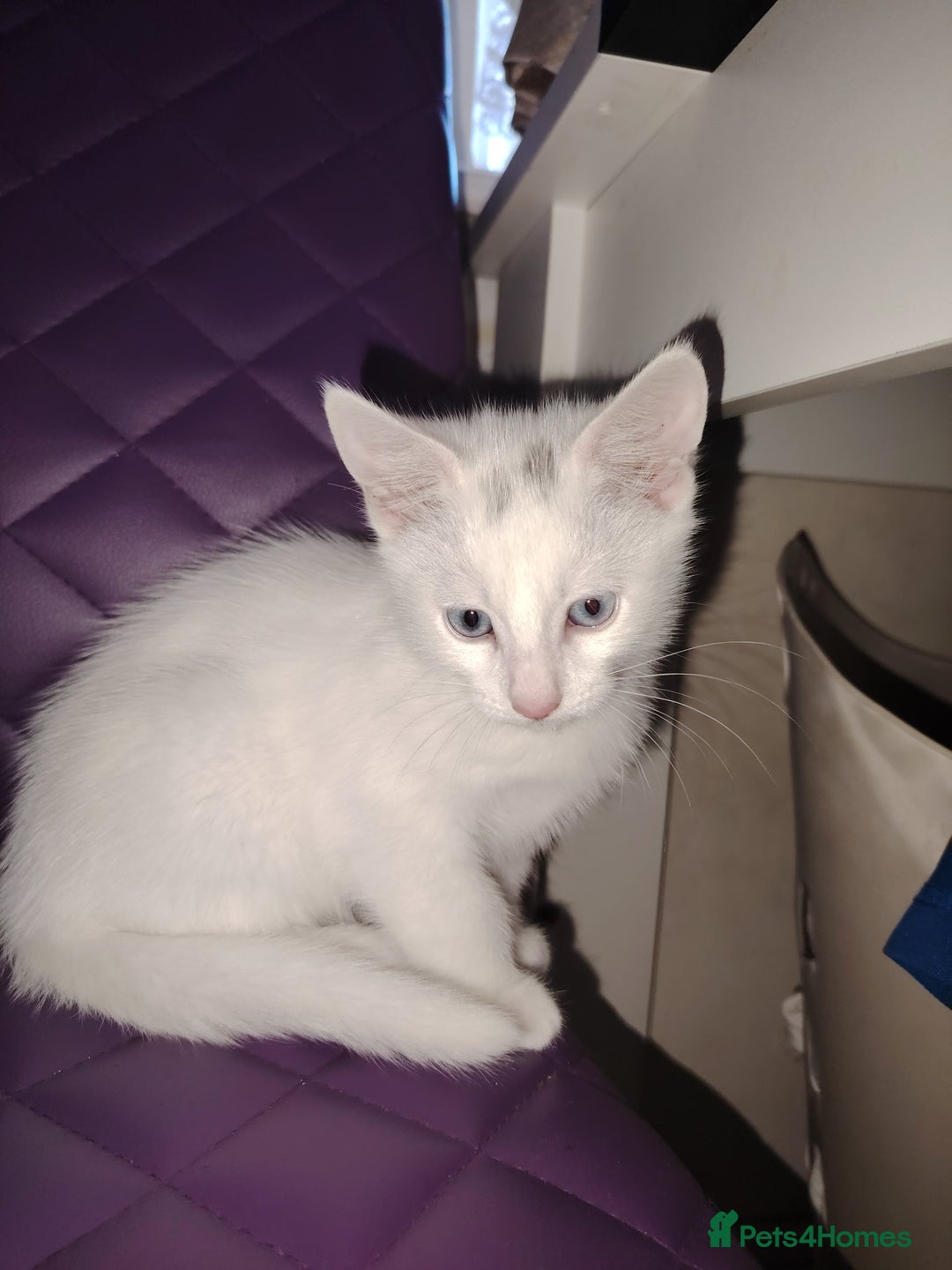 Mixed Breed cats for sale: 3 kittens for sale  - Image 1