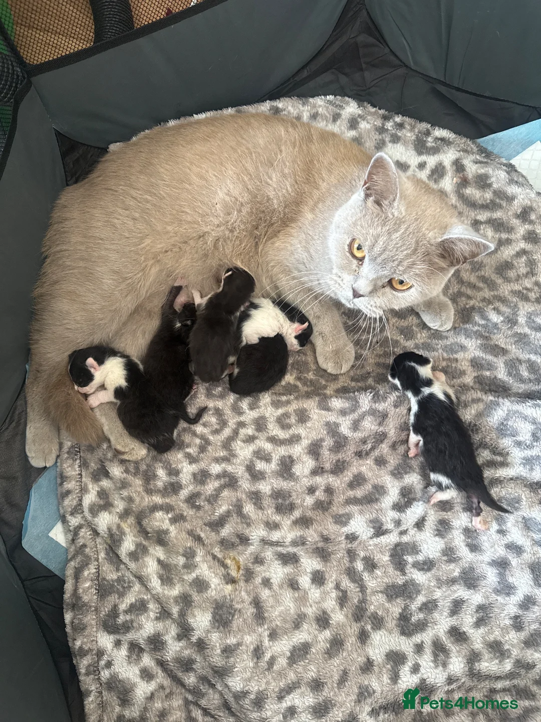 Domestic Shorthair cats for sale: British short hair cross kittens 🐾 in Leeds - Advert 8