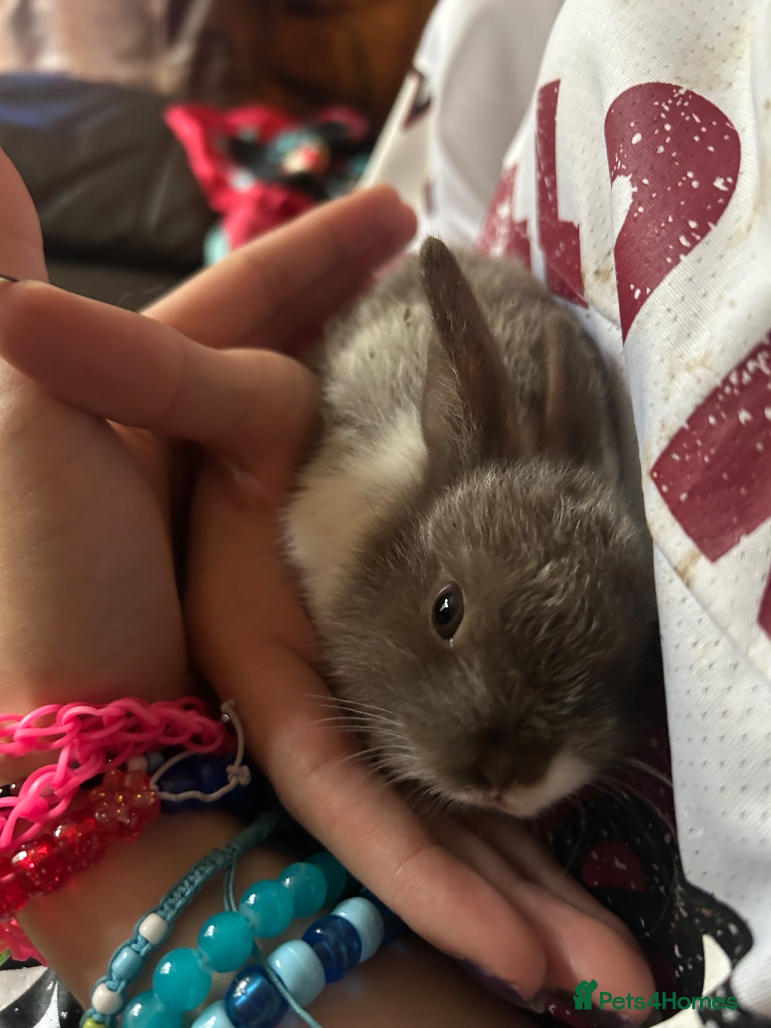 Dutch rabbits Free roaming Rabbits seek loving home - Advert 3