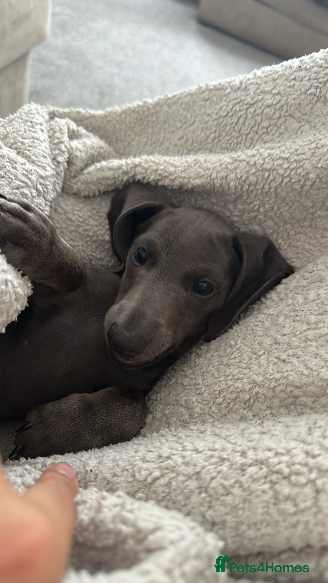 Miniature Dachshund dogs for sale: Blue Minanture dachshund  - Image 7