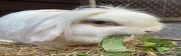 Mini Lop rabbits for sale: Adult Females + Males & Baby Male Rabbits  - Advert 10
