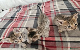 Savannah cats for sale: F4 Savannah Kittens 3x Brown Spotted 2x Melanistic - Image 14