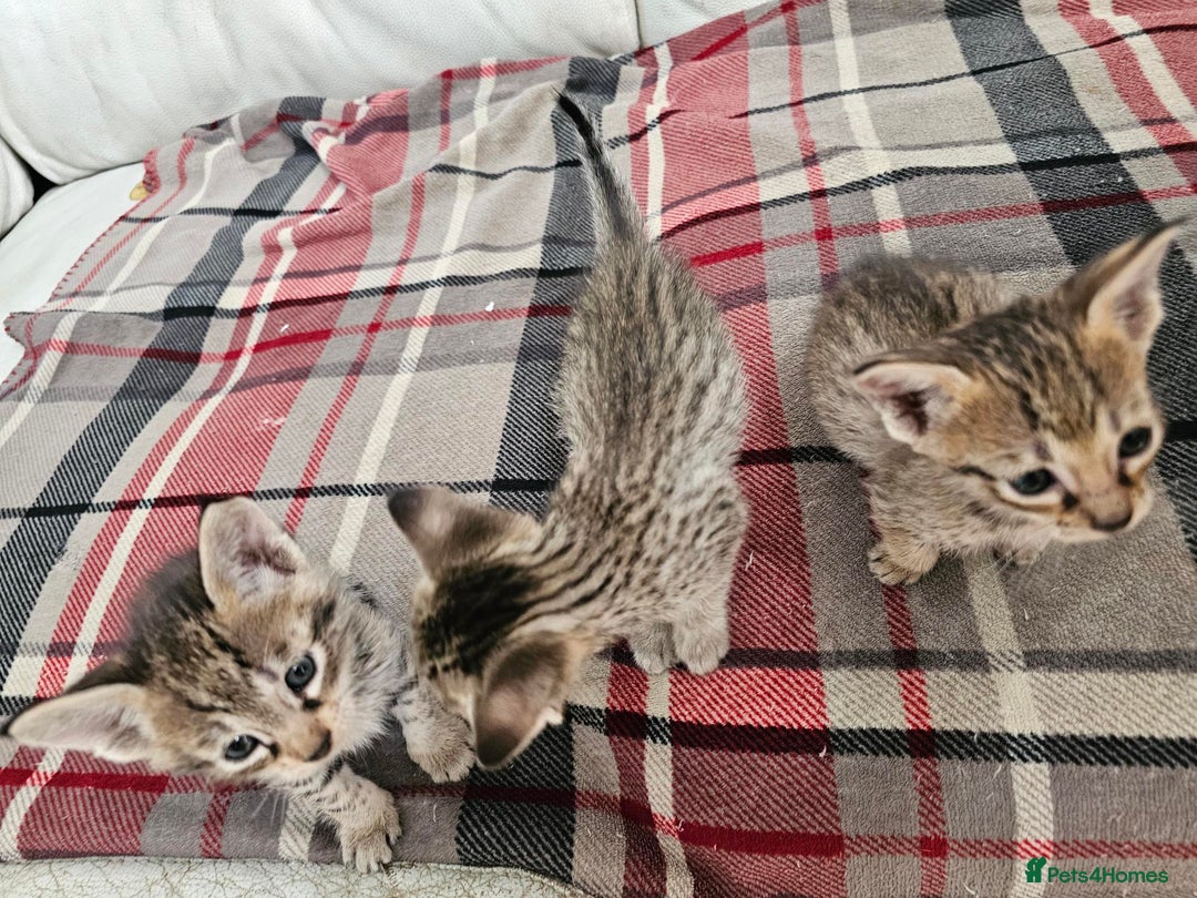 Savannah cats for sale: F4 Savannah Kittens 3x Brown Spotted 2x Melanistic - Image 14