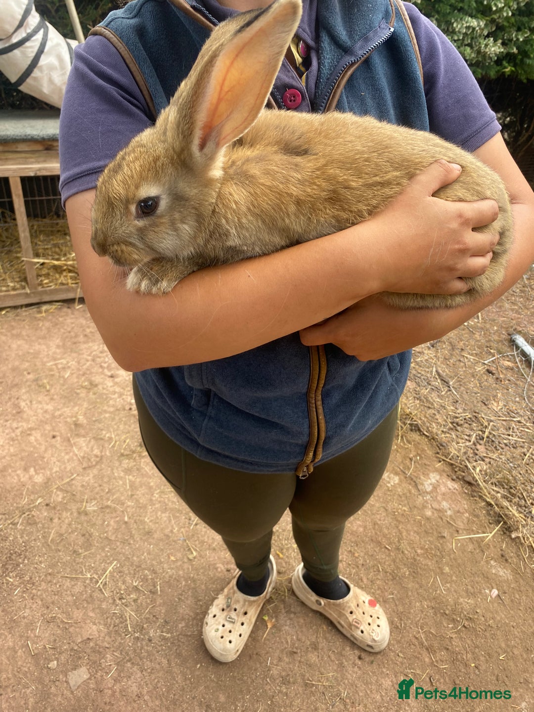 Continental Giant rabbits for sale: Continental giant - Image 3