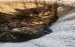 Mixed Breed cats for sale: Half maincoon half domestic tom - Image 11