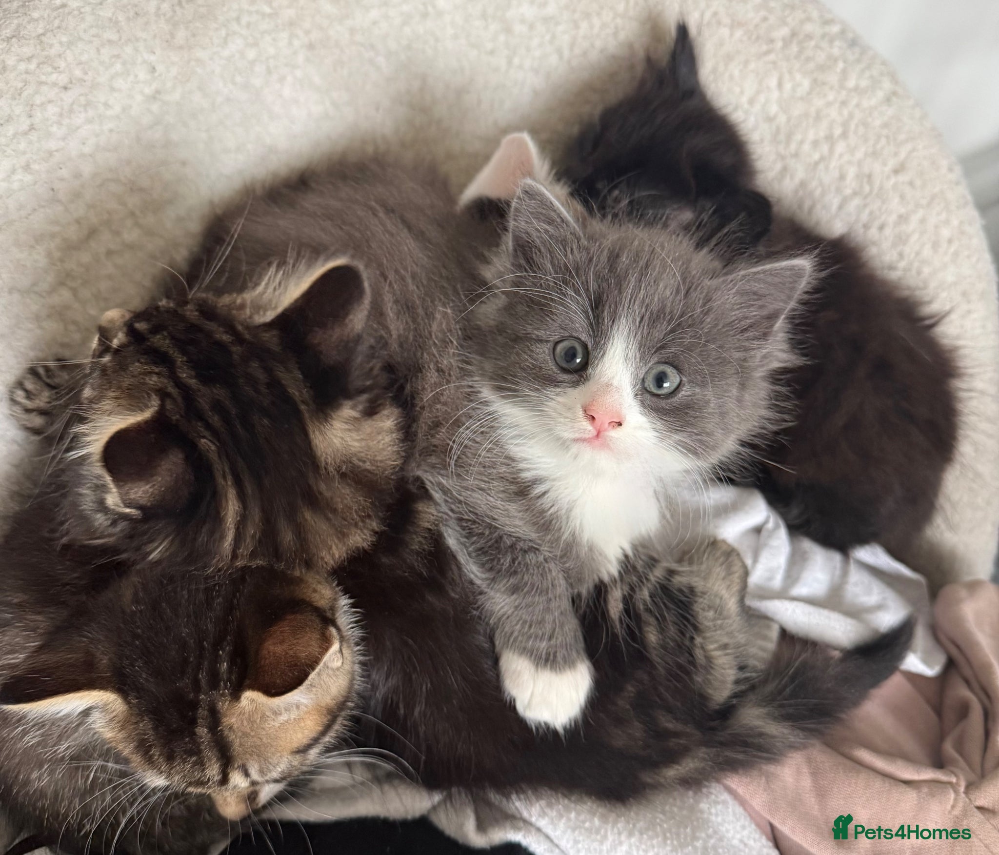 Mixed Breed cats 6 Gorgeous Kittens – Short & Fluffy –  - Advert 14