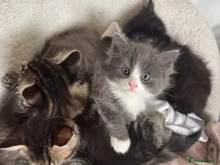 Mixed Breed cats 6 Gorgeous Kittens – Short & Fluffy – - Advert 14