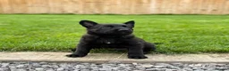 Belgian Shepherd Dog dogs for sale: EXCEPTIONAL WORKING LINE SHEPHERDS! - Advert 5