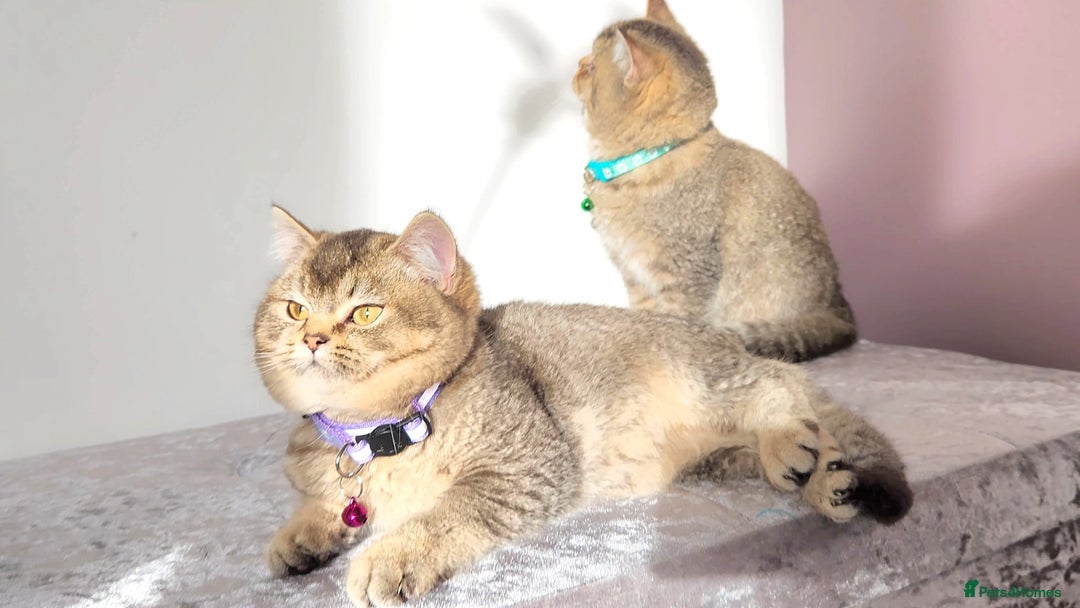 British Shorthair cats for sale: Gorgeous British Shorthair Kittens - Advert 6