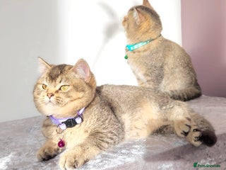 British Shorthair cats Gorgeous British Shorthair Kittens - Advert 9