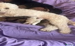 Maltipoo dogs for sale: Toy maltipoo puppies - Advert 2