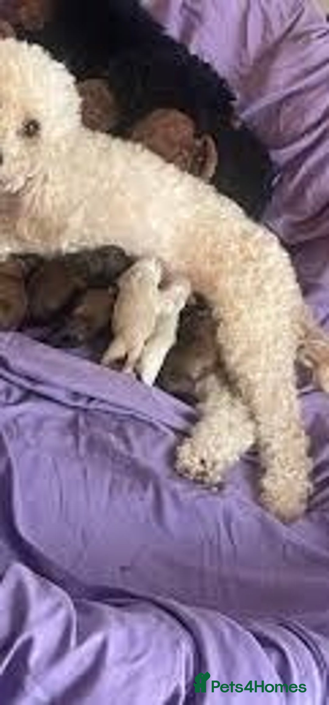 Maltipoo dogs for sale: Toy maltipoo puppies - Advert 2