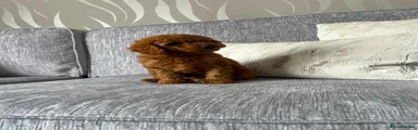 Cavapoo 3