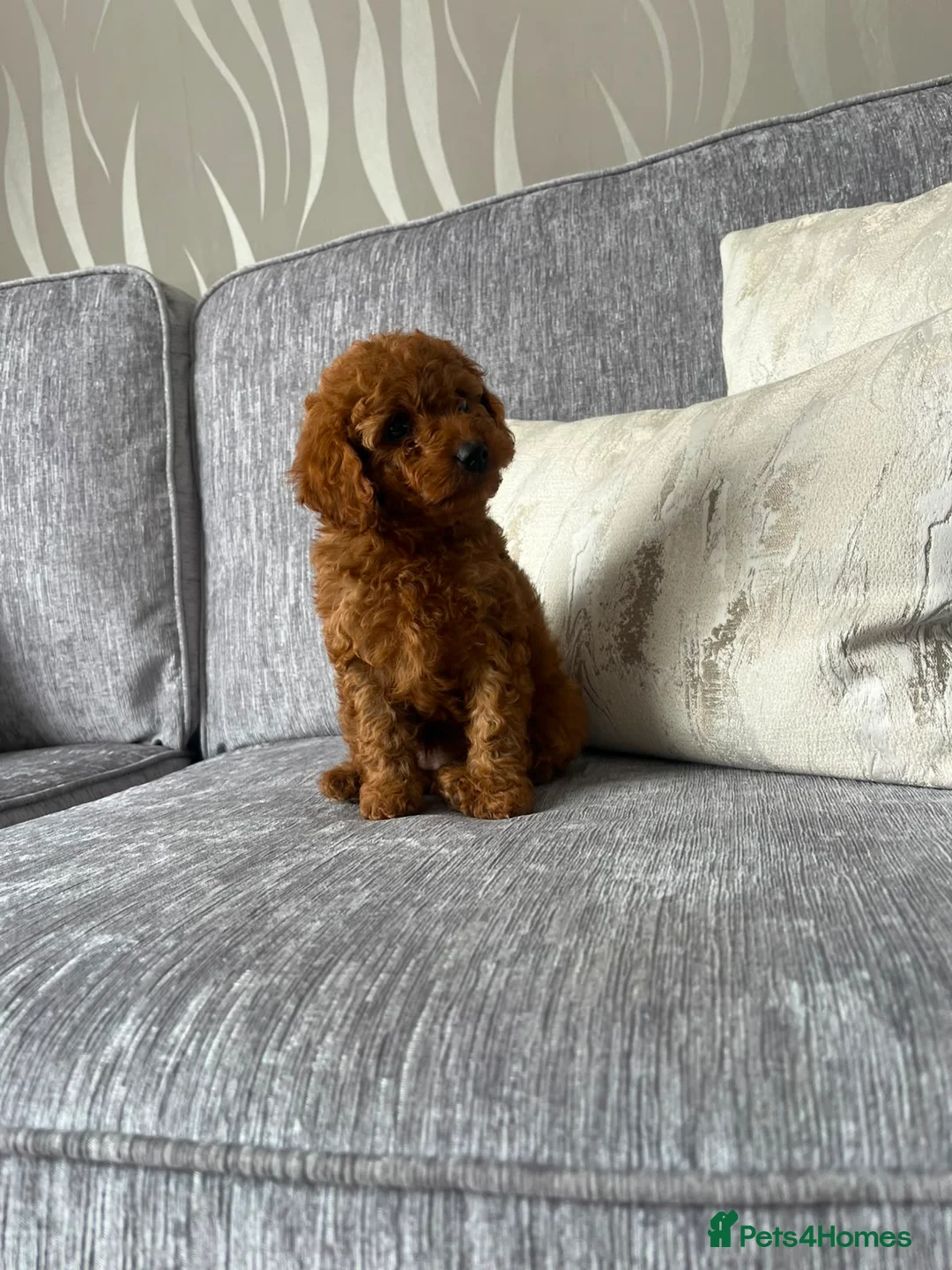 Cavapoo dogs for sale: Cavapoo F1b Puppies.  - Advert 2