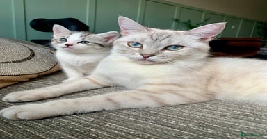Maine Coon cats - Advert 15