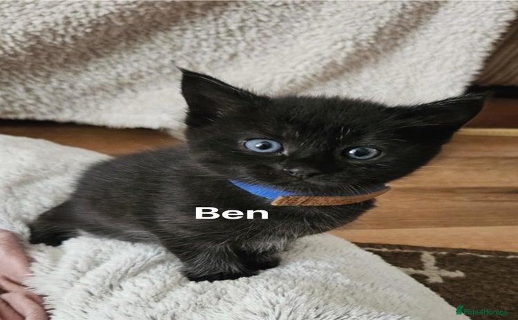 Mixed Breed cats - Advert 3