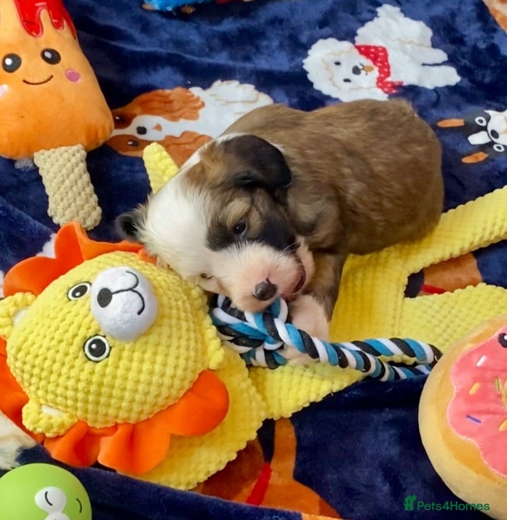 Tibetan Terrier dogs Beautiful Kc Registered Tibetan Terrier Puppies - Advert 2