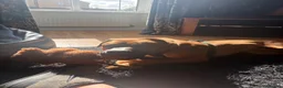 Mixed Breed dogs for sale: Rottweiler X Staffy for sale  in Shipley - Advert 5