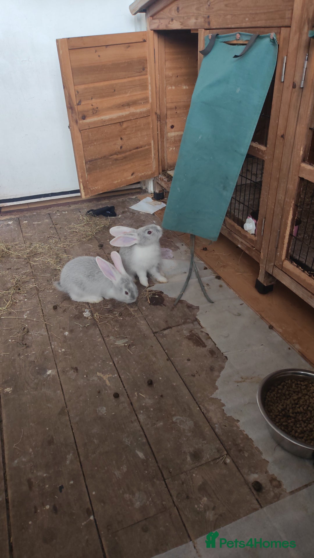 Flemish rabbits for sale: Pure flemish  - Image 8