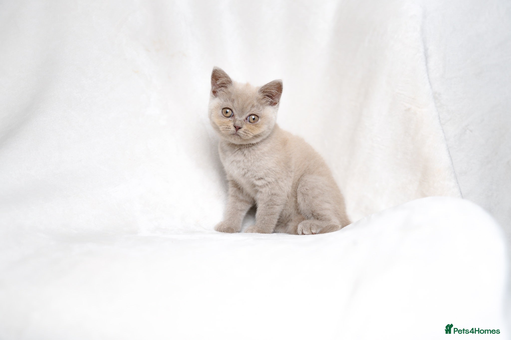 British Shorthair cats Champagne Lilac/Fawn British Shorthair Kittens 💜 - Advert 18