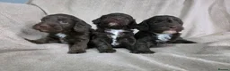 Cockapoo dogs for sale: F1 Chocolate Cockapoos. DNA Health Tested - Advert 20