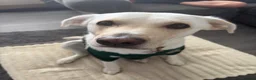 Mixed Breed dogs for stud: Jaxx the goldador - Advert 3