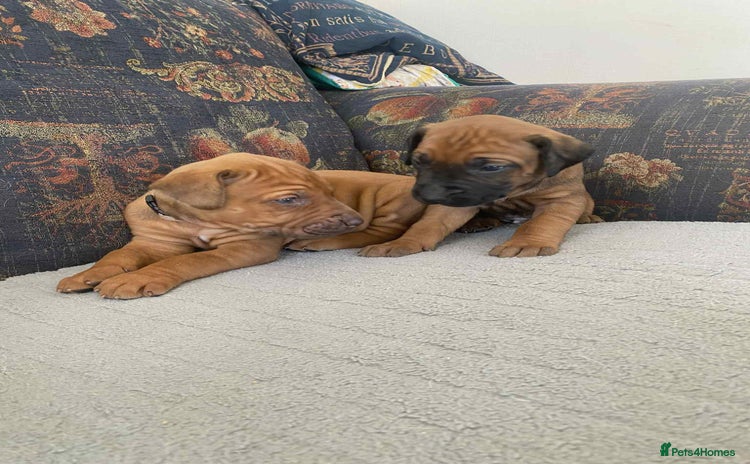 Rhodesian Ridgeback dogs - Advert 3