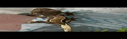 Gecko reptiles for sale: Crested gecko in South Ockendon - Advert 6