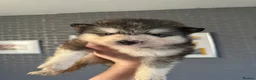 Alaskan Malamute dogs for sale: ALL PUPS HAVE BEEN SOLD!! - Advert 12