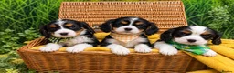Cavalier King Charles Spaniel dogs for sale: Cavalier King Charles Spaniels (Dad DNA tested) - Advert 3