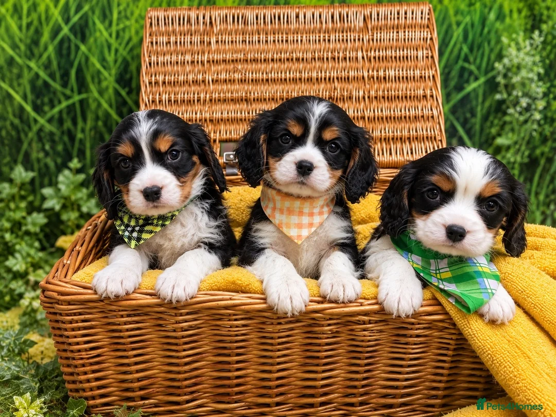 Cavalier King Charles Spaniel dogs for sale: Cavalier King Charles Spaniels (Dad DNA tested) - Advert 3