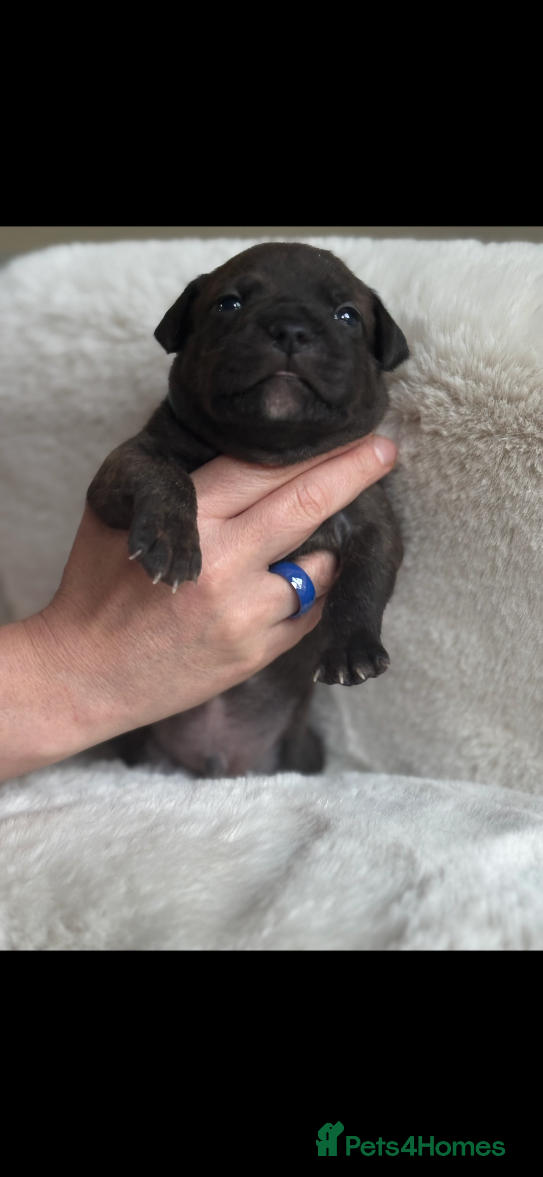 Staffordshire Bull Terrier dogs for sale: Beautiful Staffordshire Bull Terrier Puppies - Image 15