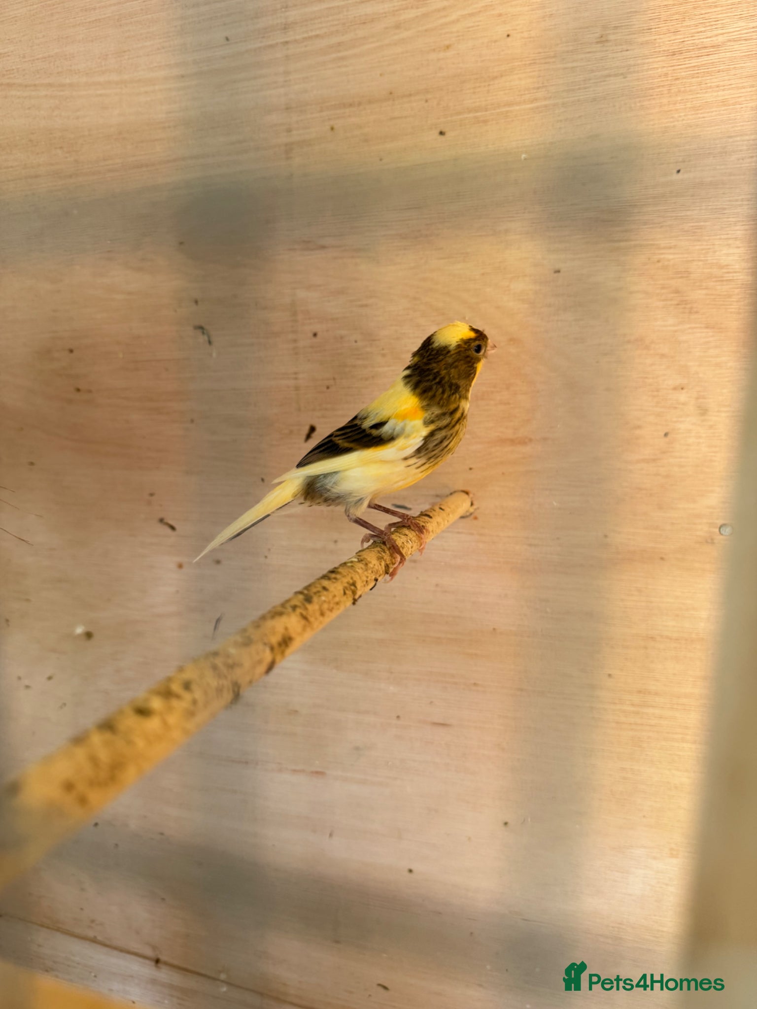 Canaries birds for sale: 2 x lovely young canaries  - Advert 1