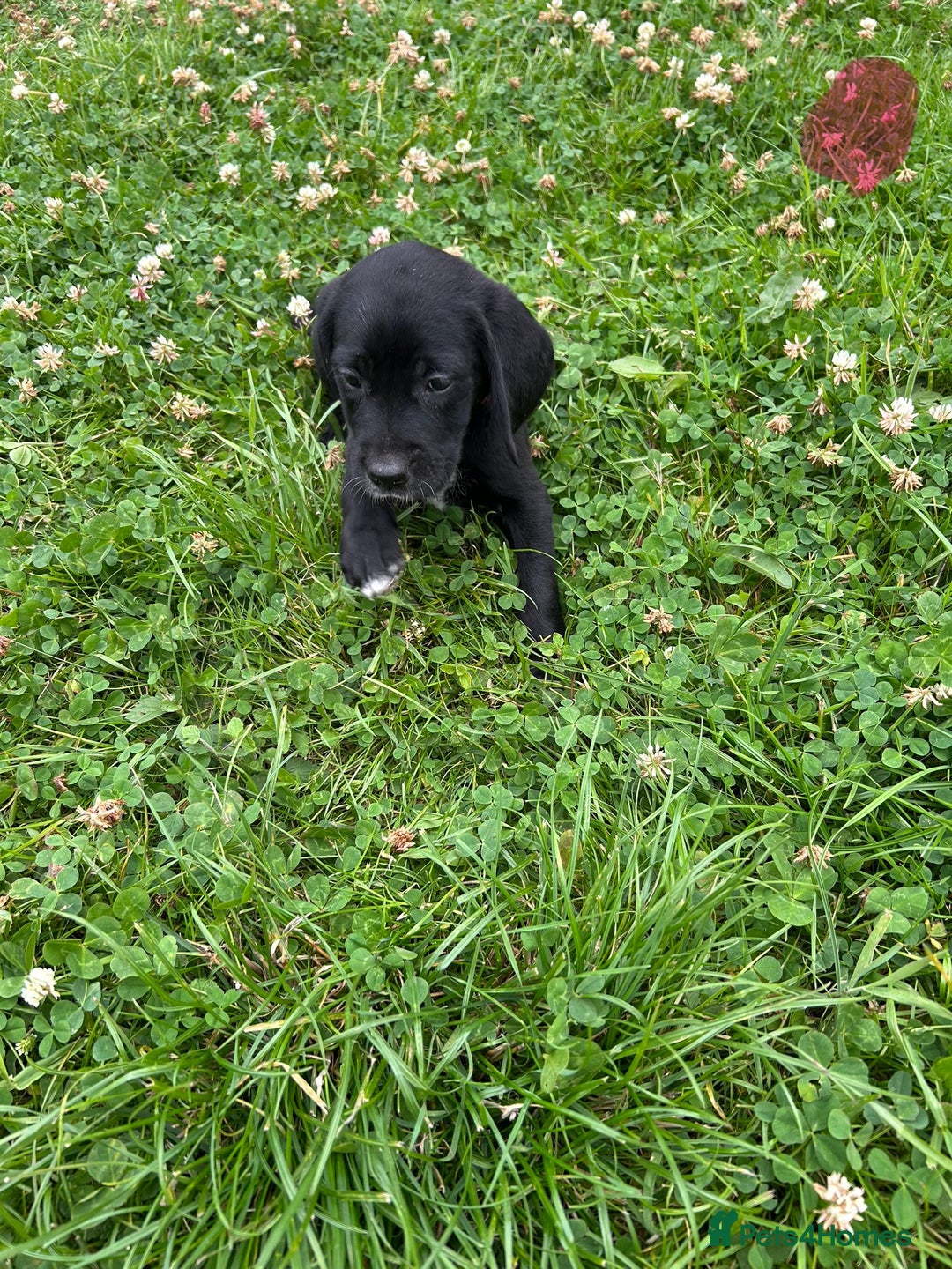 Mixed Breed dogs for sale: Dalmatian/Golden retriever cross puppies - Image 19